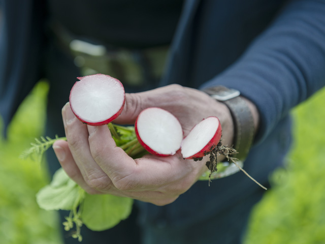 Radish Celesta
