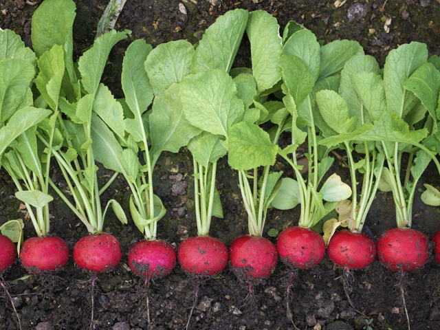 Radish Celesta