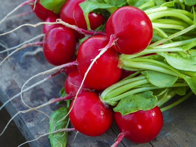 Radish Vienna