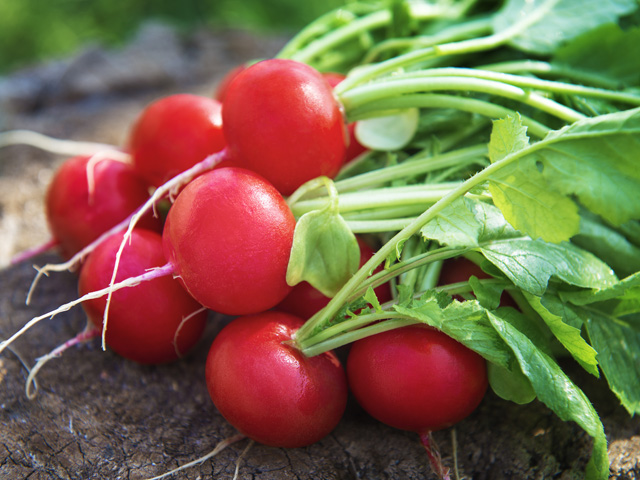 Radish Celesta