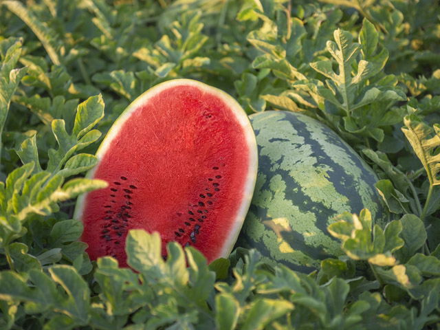 Cut fruit of tiger watermelon Tamtam F1. Розрізаний плід кавуна Тамтам F1