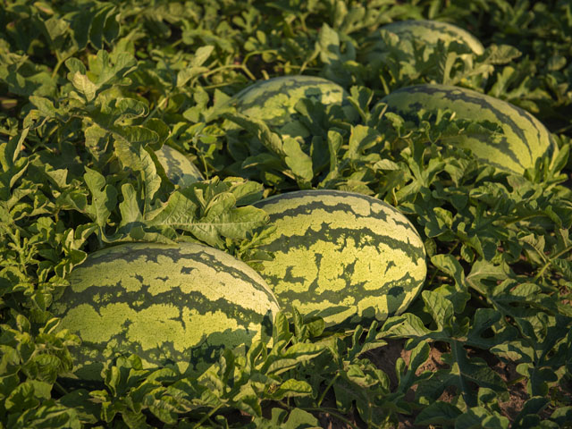 Fruits of watermelon Tamtam F1 in the field. Плоди кавуна Тамтам F1 у полі.