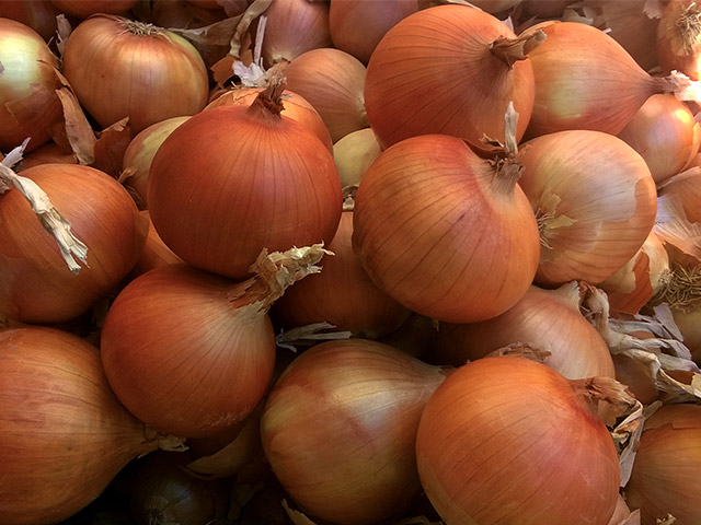 Cebolla Jatoba