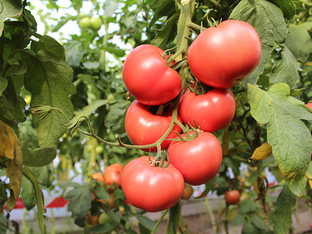 Pink tomato Perugino