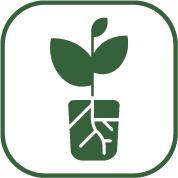 transplanting