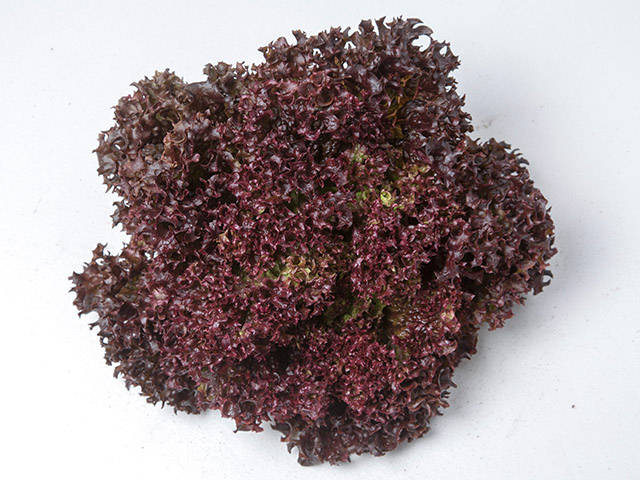 Lollo Rossa Lettuce Drone Fest Browse 181 lollo rosso lettuce stock photos and images available, or start a new search to explore more stock photos and images. lollo rossa lettuce drone fest