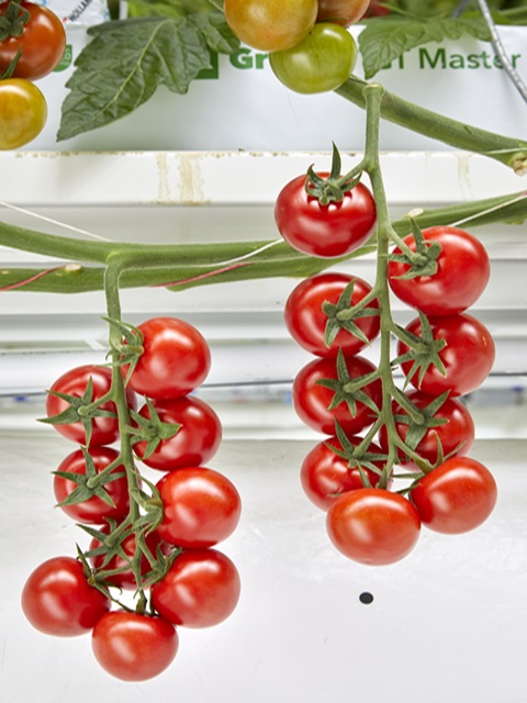 Tomato Grandma's Pick – Grow Organic