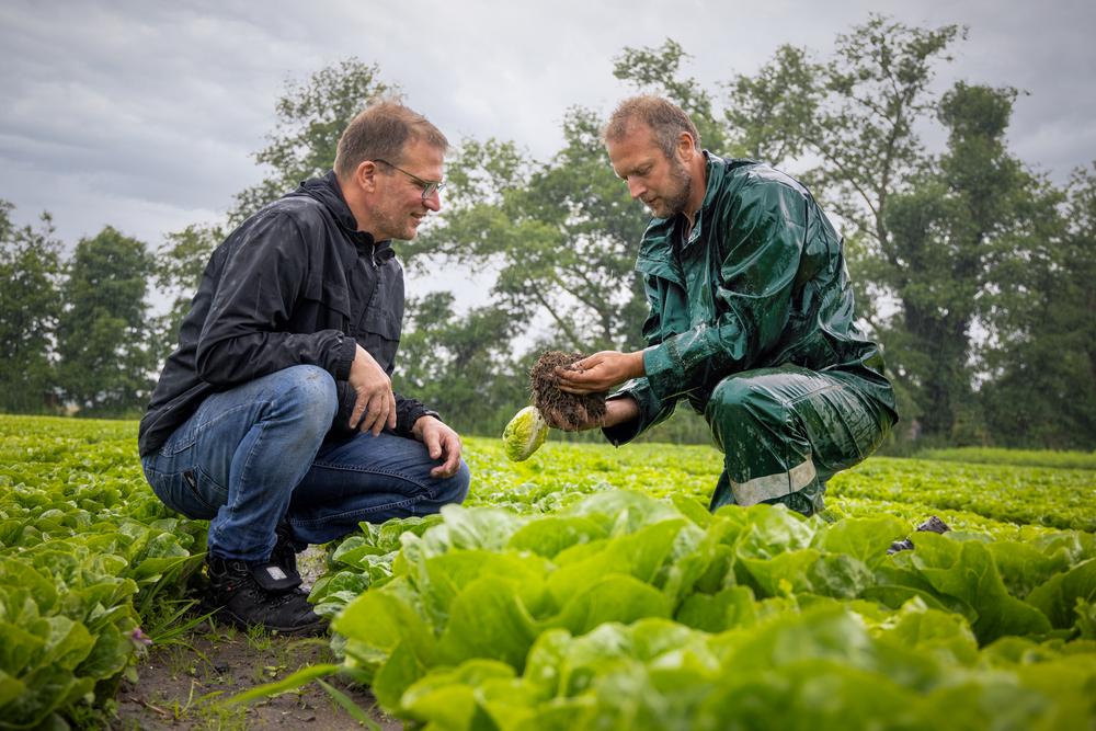 wo men, crouched in a lettuce field. Looking at the lettuce in the hand of the one man and discussion with each other
