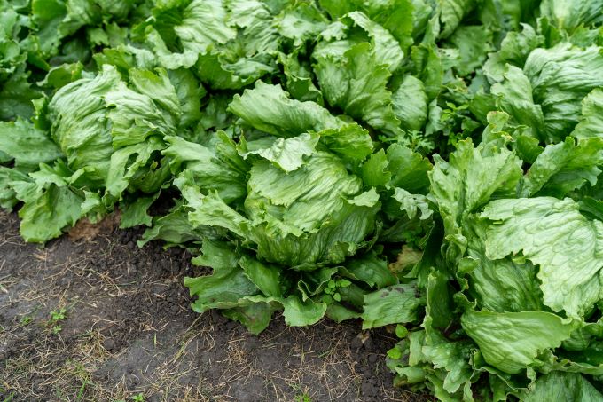 Iceberg lettuce Liano