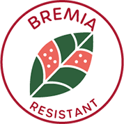 Resistance against Bremia (Bl)