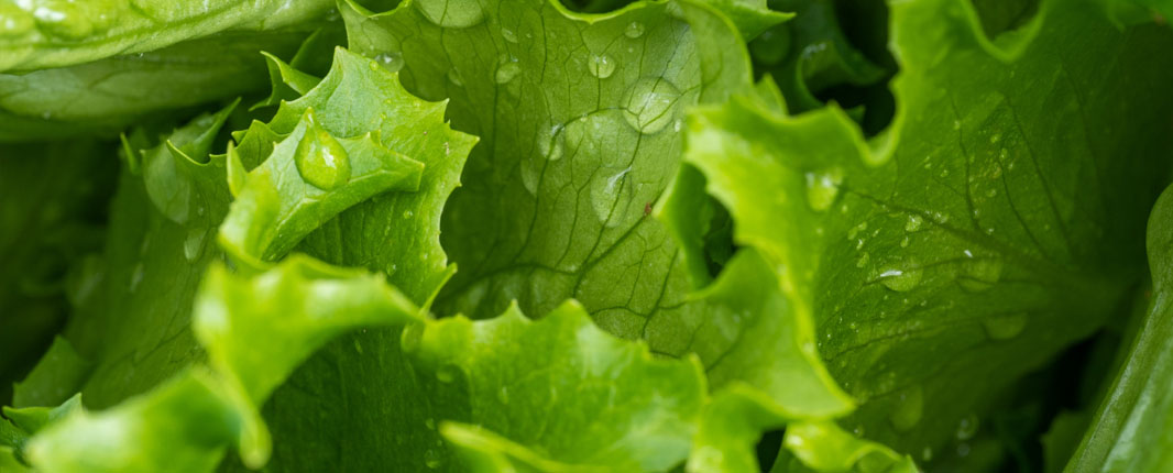 detail lettuce  leaf with waterdrops on it