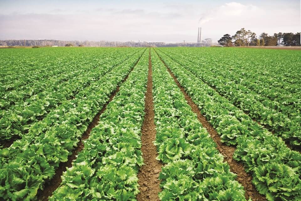 Many beds of lettuces on a field
