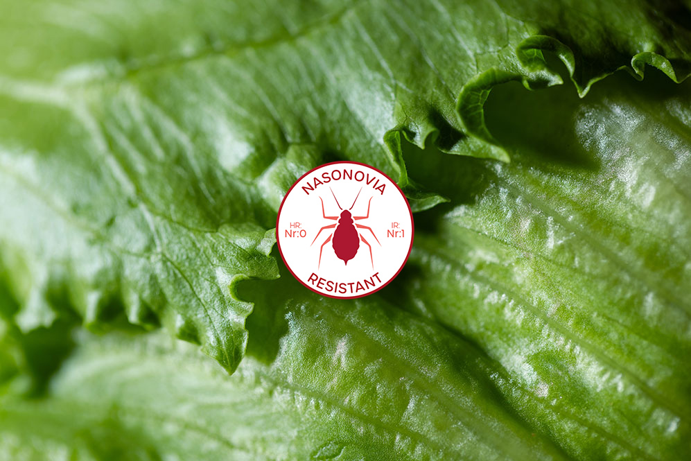 Nasonovia resistant icon Nr:0 Nr:1