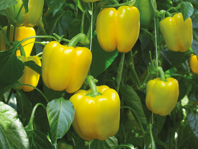 Yellow blocky pepper Adelyte