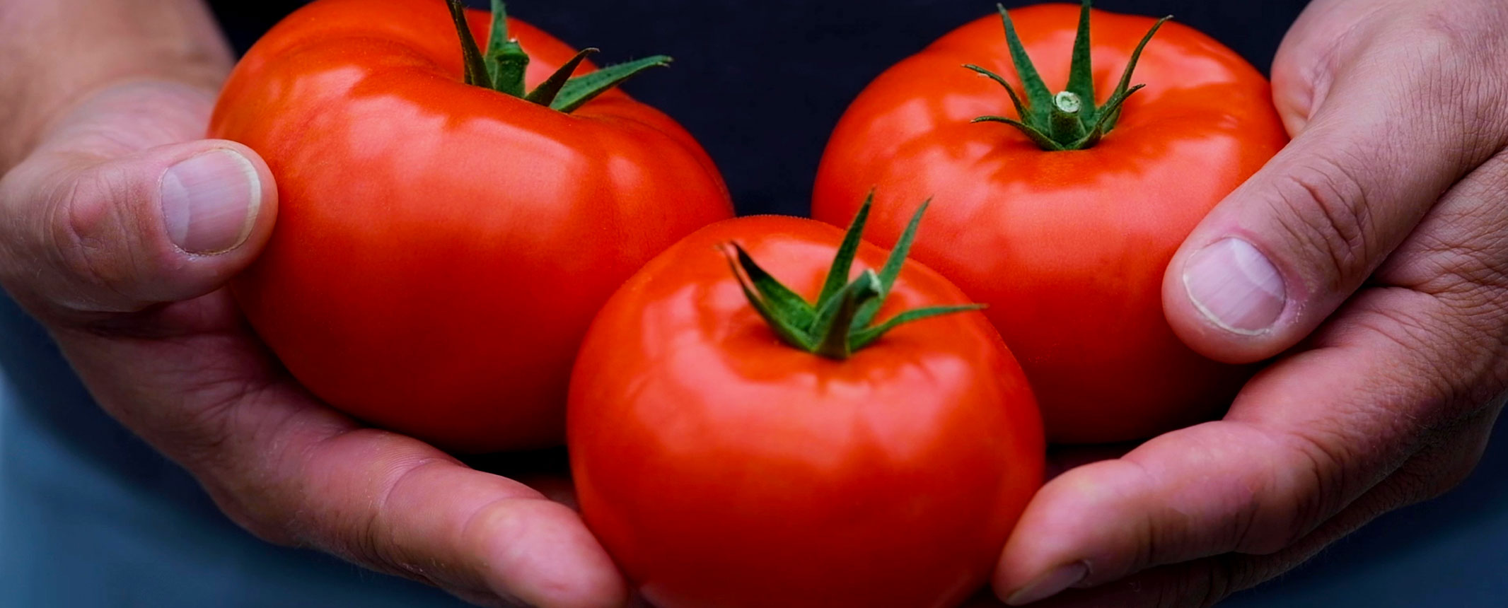Hands holding three large red tomatoes
