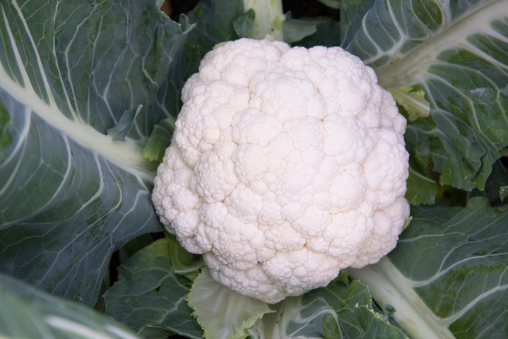 Cauliflower White Synergy F1