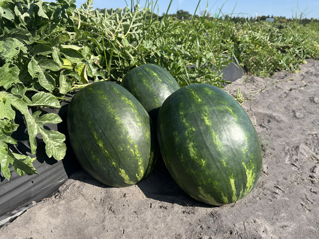 Watermelon Red Garnet field