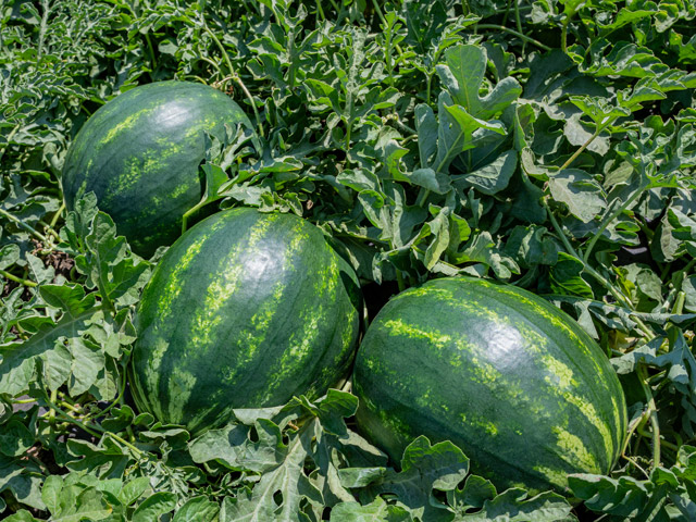 Watermelon Rio Grande field