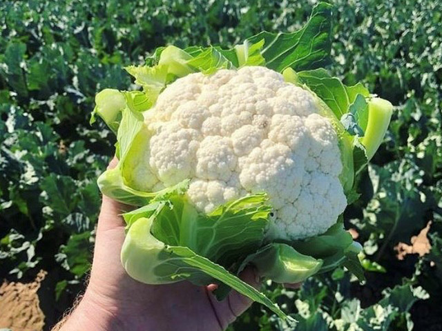 Cauliflower Teleno