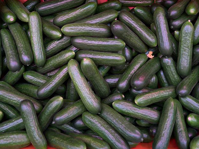 Mini cucumber Marilisa in a crate