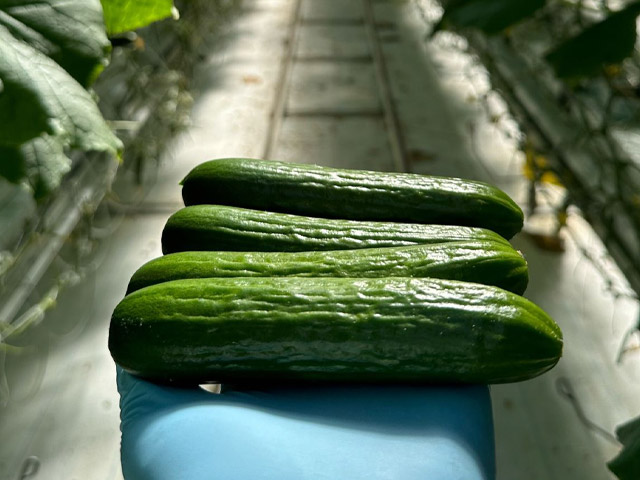 Mini cucumber Marilisa in the hand