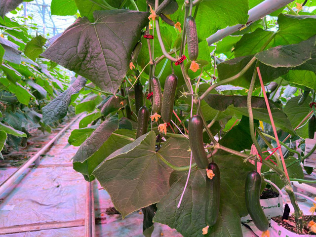 Mini cucumber Marilisa on the vine