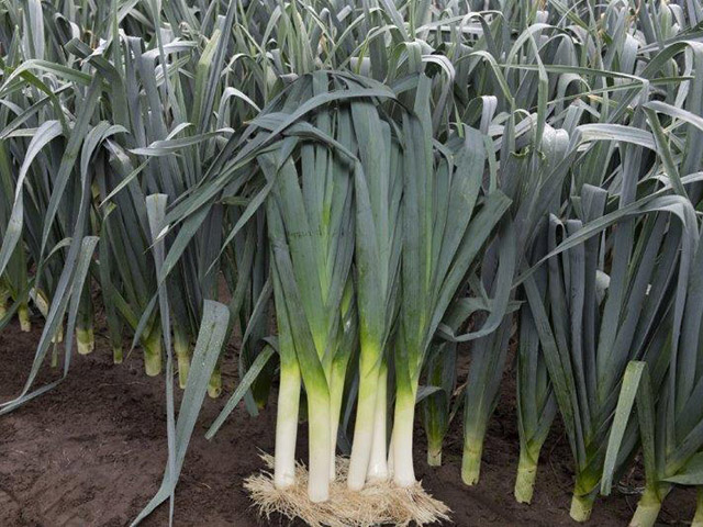 Leek Sidney