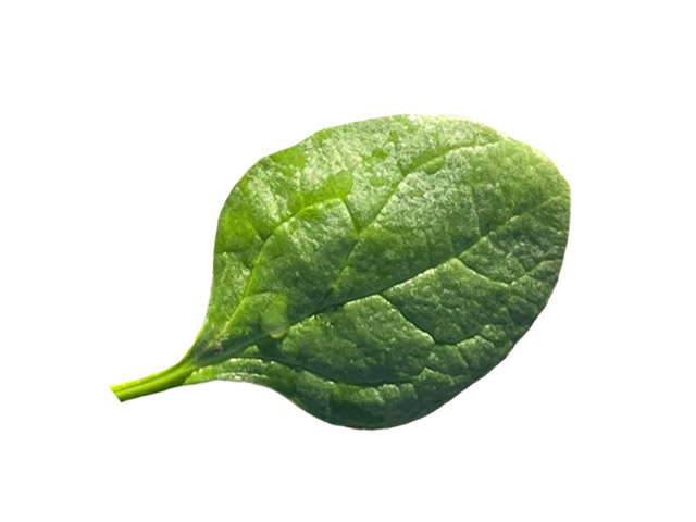 Spinach EVOQUE (E03D.1103) 