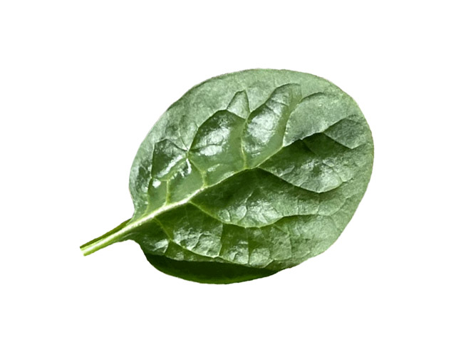 Spinach GTO (E03D.1122) 