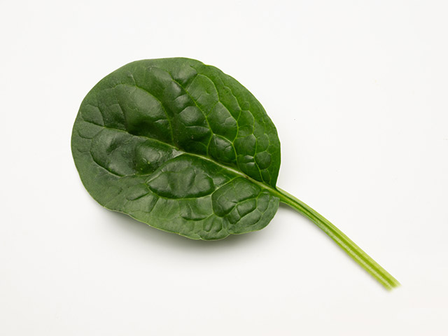 Spinach Highcountry