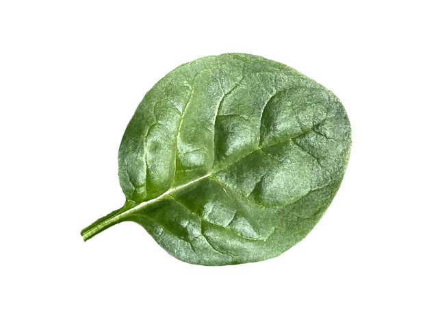 Spinach Kingranch (E03D.1105) 