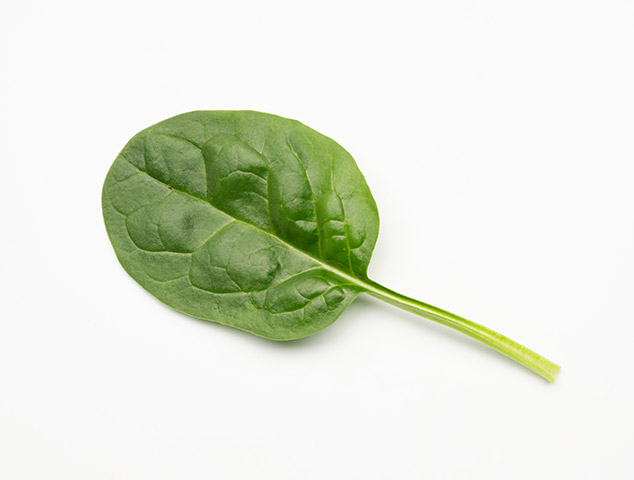 Spinach Kingranch (E03D.1105) 