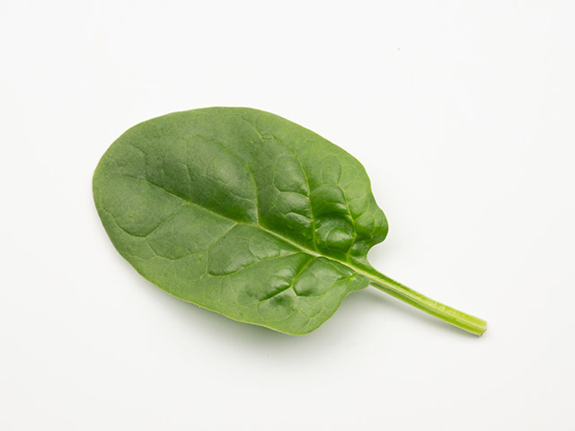 Spinach Longhorn