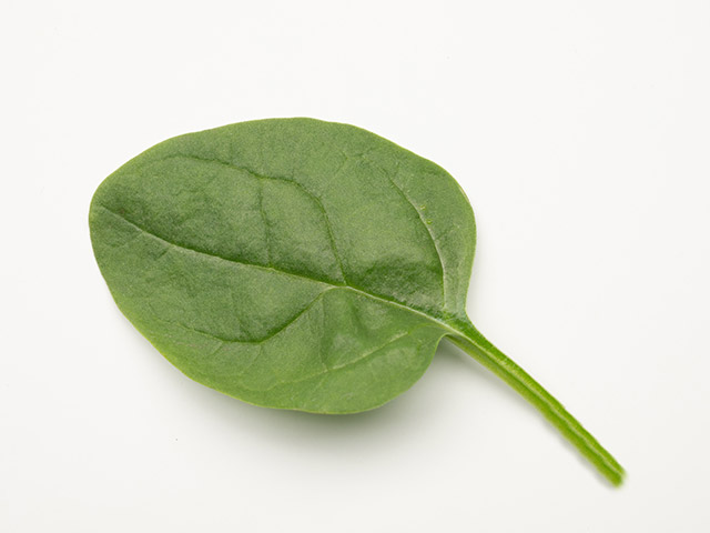 Spinach Pathfinder