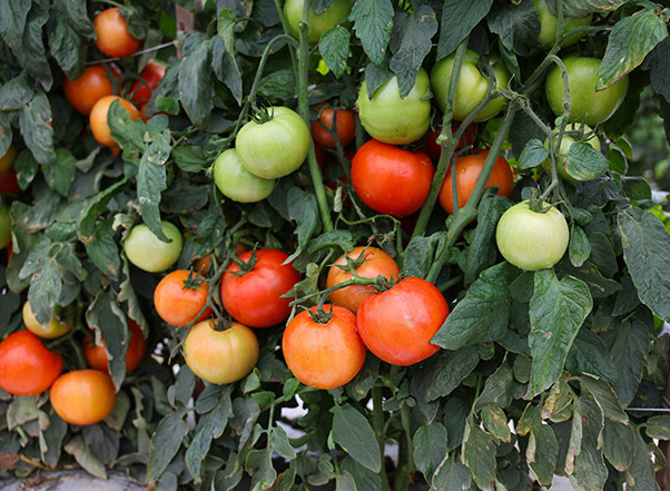 Early maturing beef tomato Lancer (E15B.70422)
