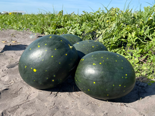 Watermelon E26S.00185 in the field