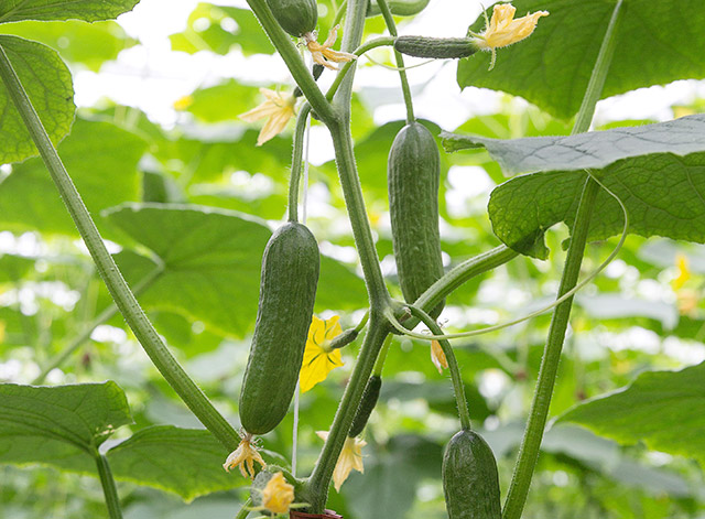 BAT cucumber Tapio