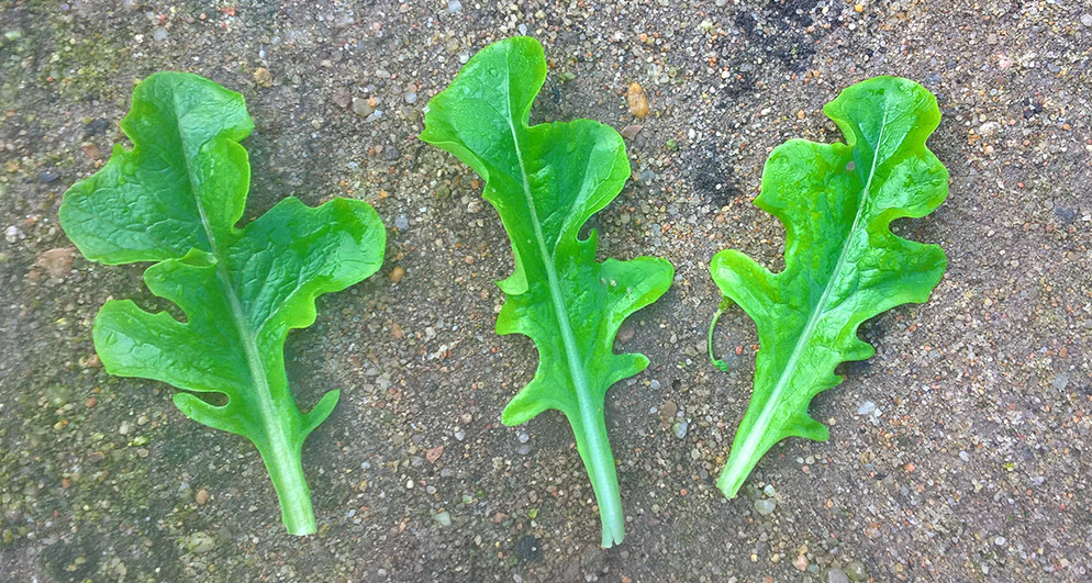Lettuce Babyleaf Carpinteria