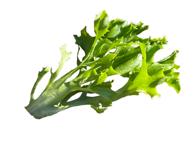 Babyleaf lettuce Leucadia