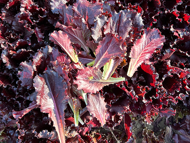 Babyleaf lettuce Mosslanding
