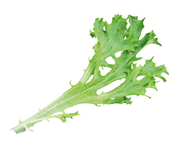 Babyleaf lettuce Sycamore