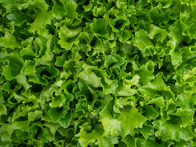 Lettuce Greenleaf Nighthawk