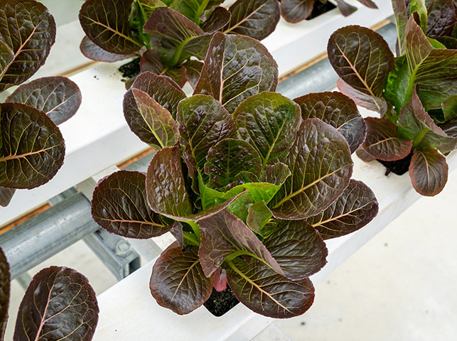 Lettuce mini romaine Tupelo