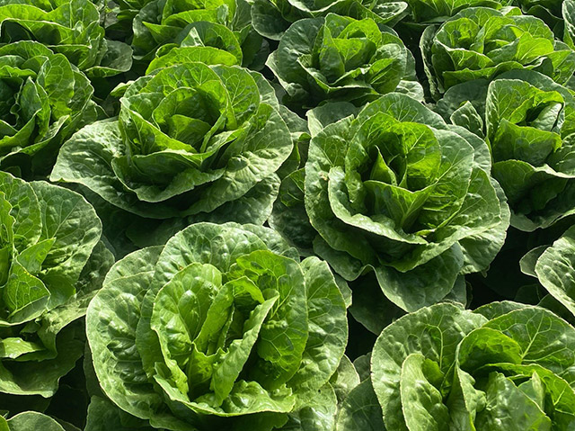 Lettuce romaine Almanor