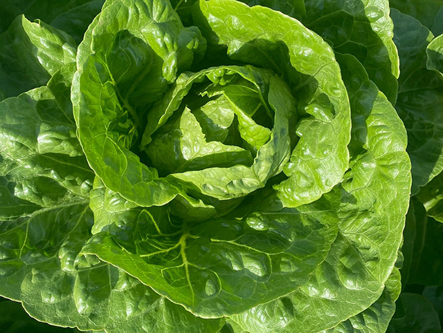 Lettuce romaine Solitude