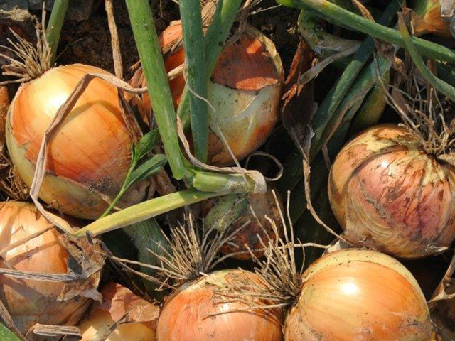 Short Day Onion Baggi