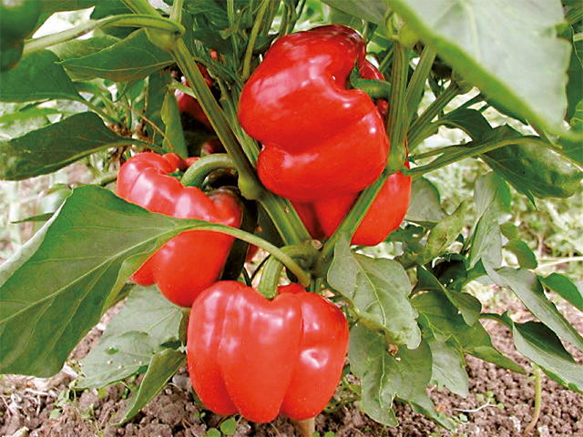Red blocky pepper Olympus