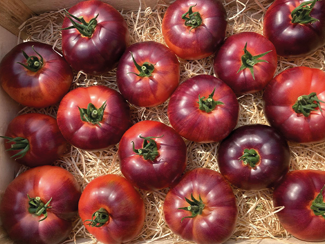 送料無料 日本 tomato-bluetonic-2.jpg ギター