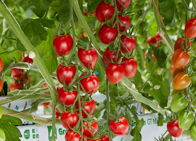 Mini midi plum tomato Sunstream Keys