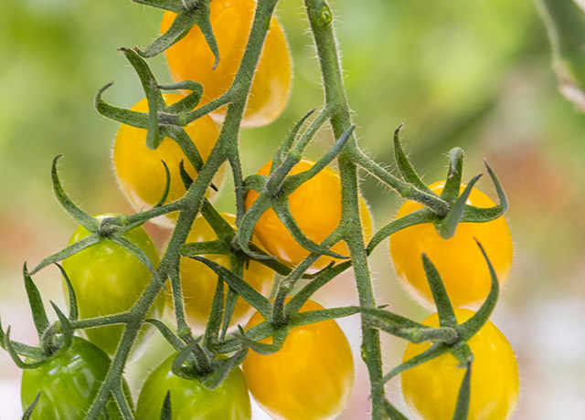 Mini plum tomato Goldstream